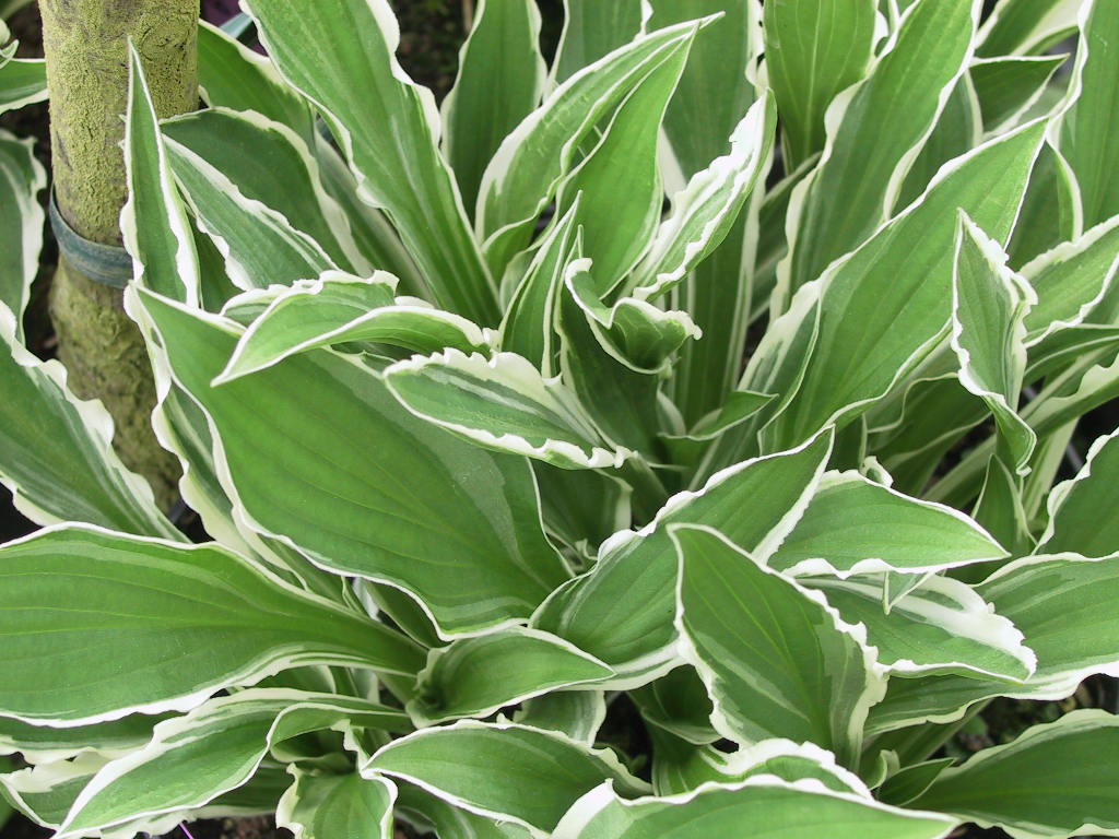 Hosta Hybride Ginko Craig 03.jpg
